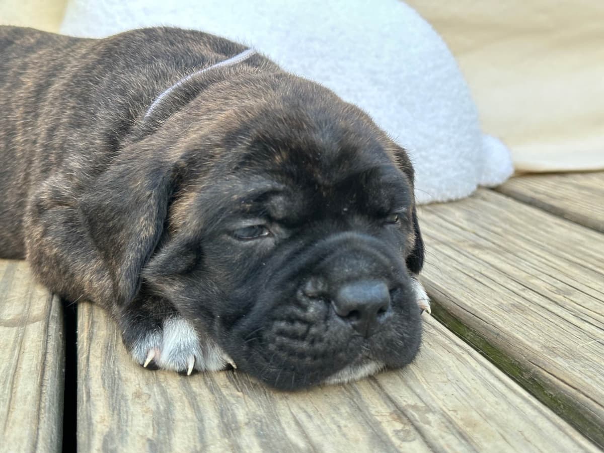 Brindle English Mastiff Puppies breeder image 2