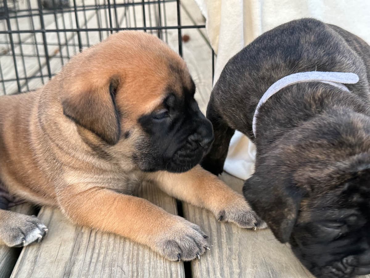 Brindle English Mastiff Puppies breeder image 3