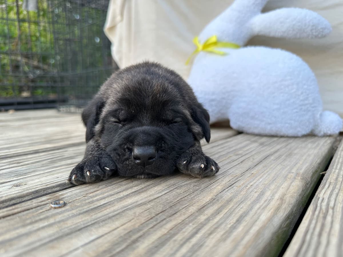 Brindle English Mastiff Puppies breeder image 4