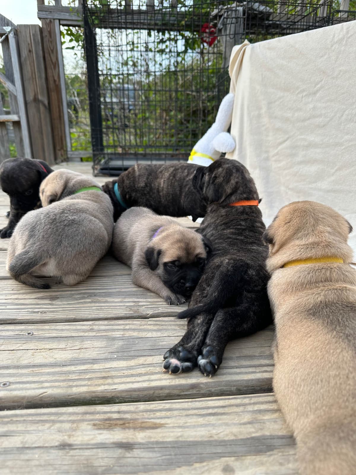 Brindle English Mastiff Puppies breeder image 5