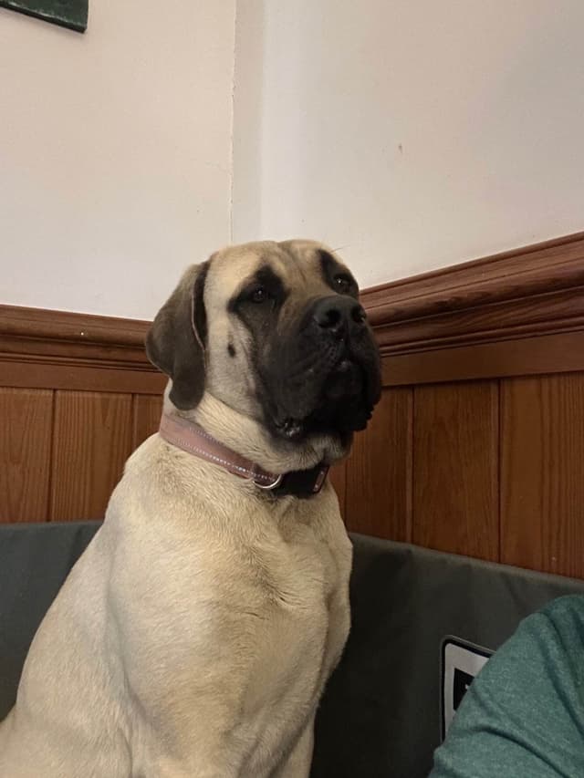 Mastiff Puppies media 2