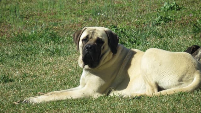 Mastiff Puppies media 3