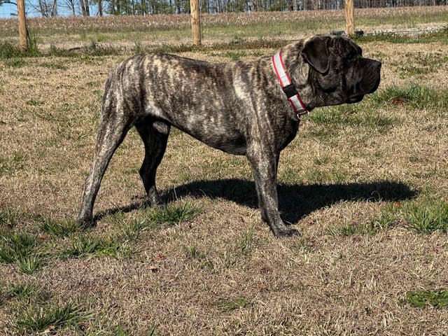 Mastiff Puppies media 4