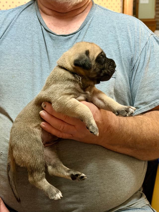 Mastiff Puppies media 6