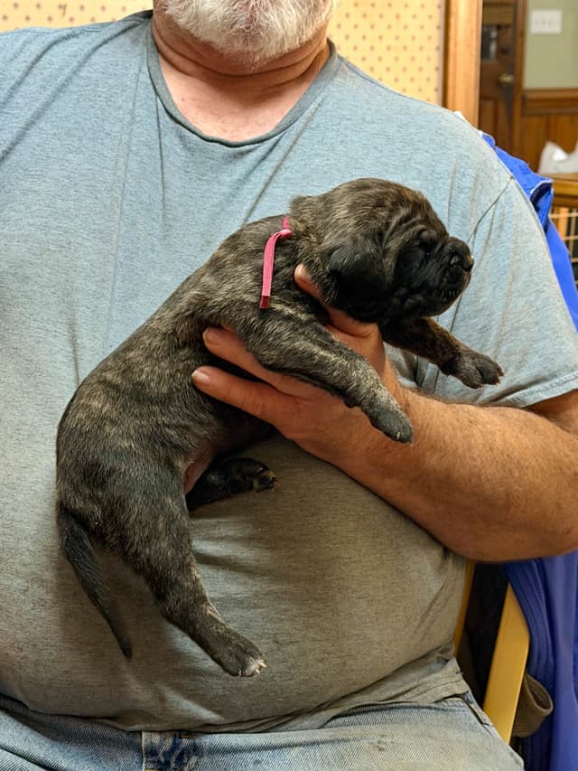 Mastiff Puppies media 7