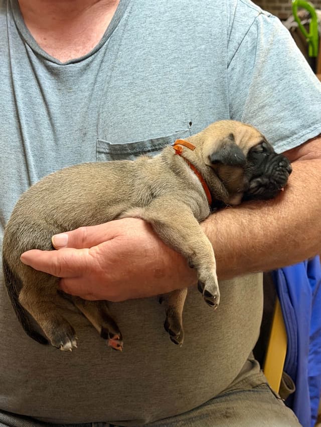 Mastiff Puppies media 8