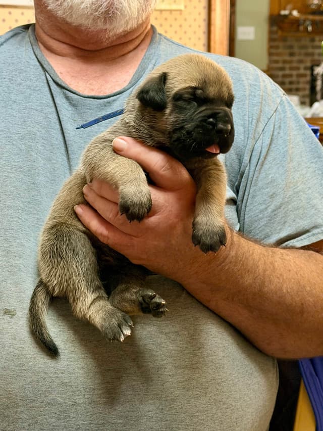 Mastiff Puppies media 9