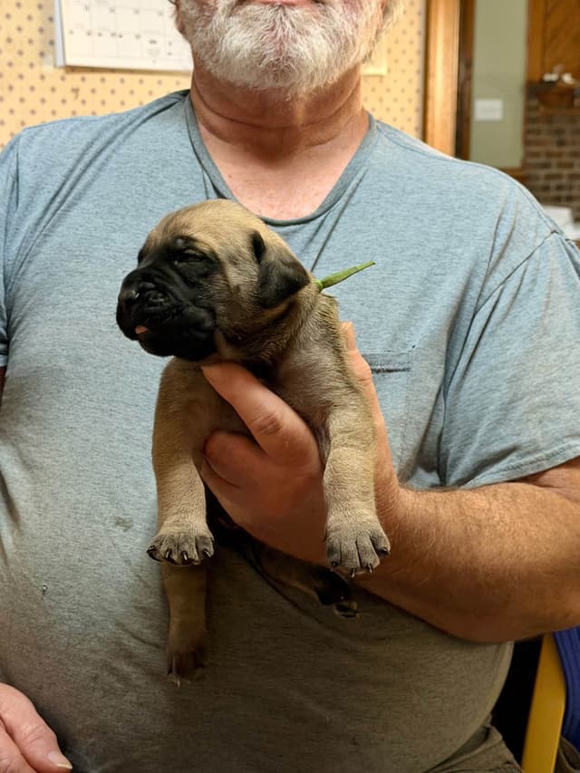 Mastiff Puppies media 10