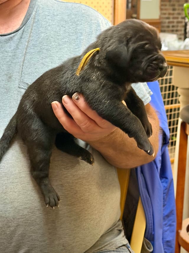 Mastiff Puppies media 11