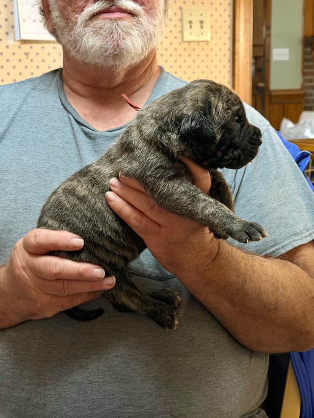 Mastiff Puppies media 12