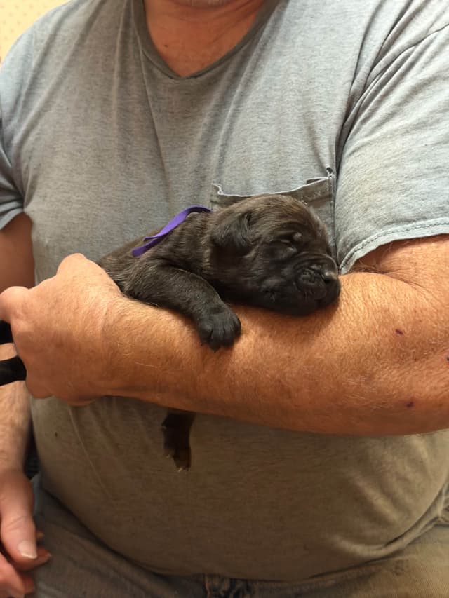 Brindle English Mastiff Puppies media 2