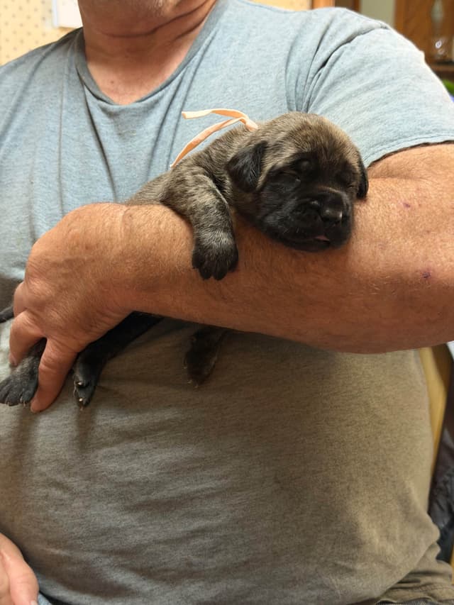 Brindle English Mastiff Puppies media 3
