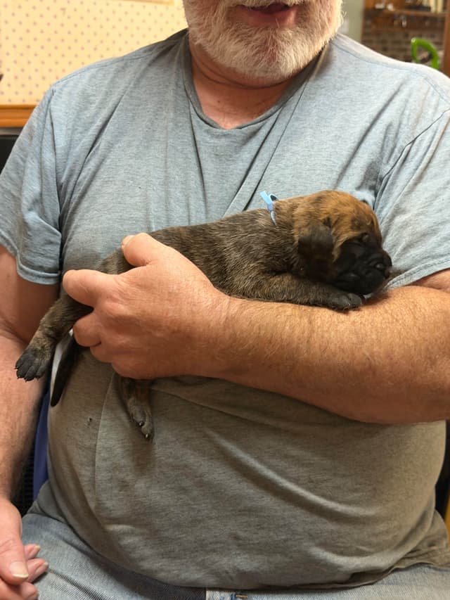 Brindle English Mastiff Puppies media 4