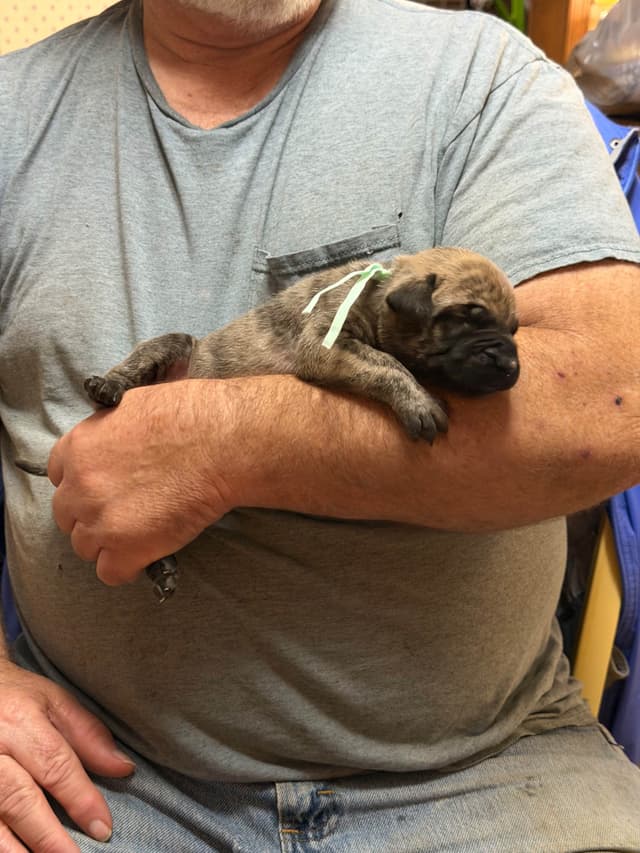 Brindle English Mastiff Puppies media 6
