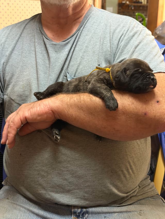 Brindle English Mastiff Puppies media 5