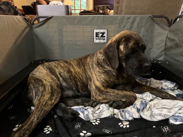 Brindle English Mastiff Puppies media 7