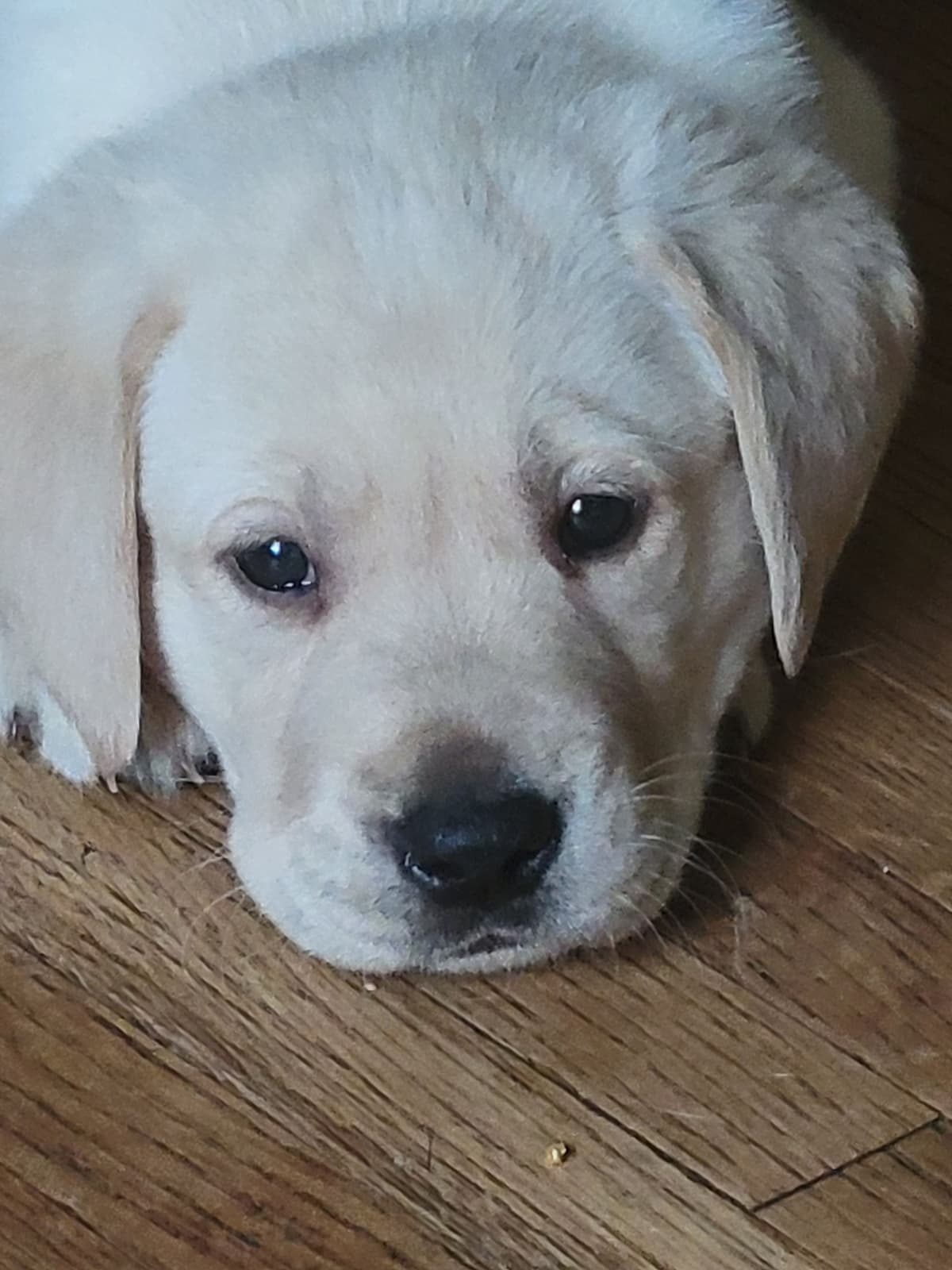 Labrador Retriever Puppies breeder image 1