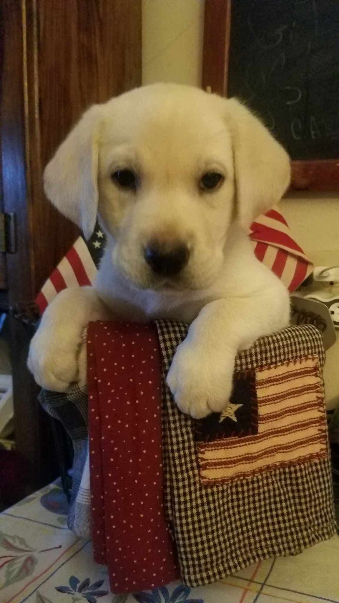 Labrador Retriever Puppies breeder image 3