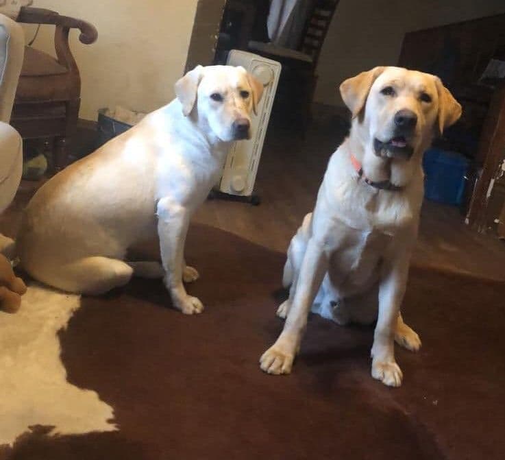 Labrador Retriever Puppies breeder image 5
