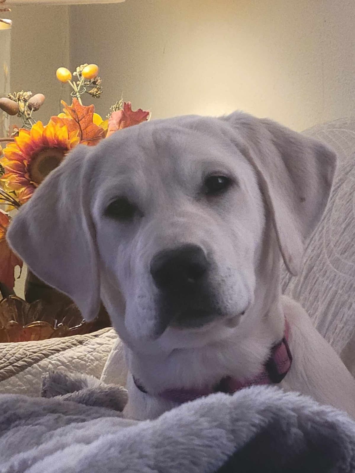 Labrador Retriever Puppies breeder image 6