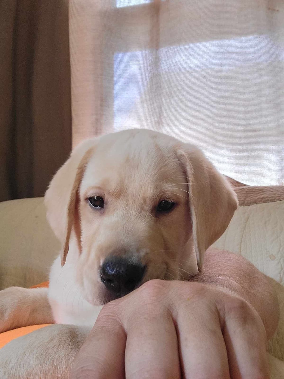 Labrador Retriever Puppies breeder image 7
