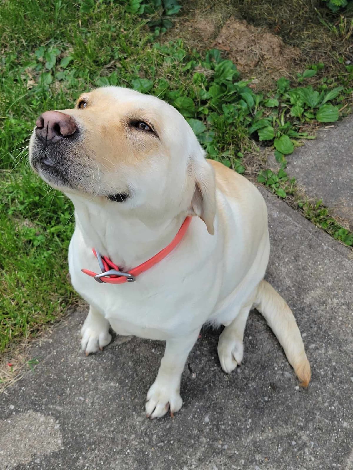 Labrador Retriever Puppies breeder image 8