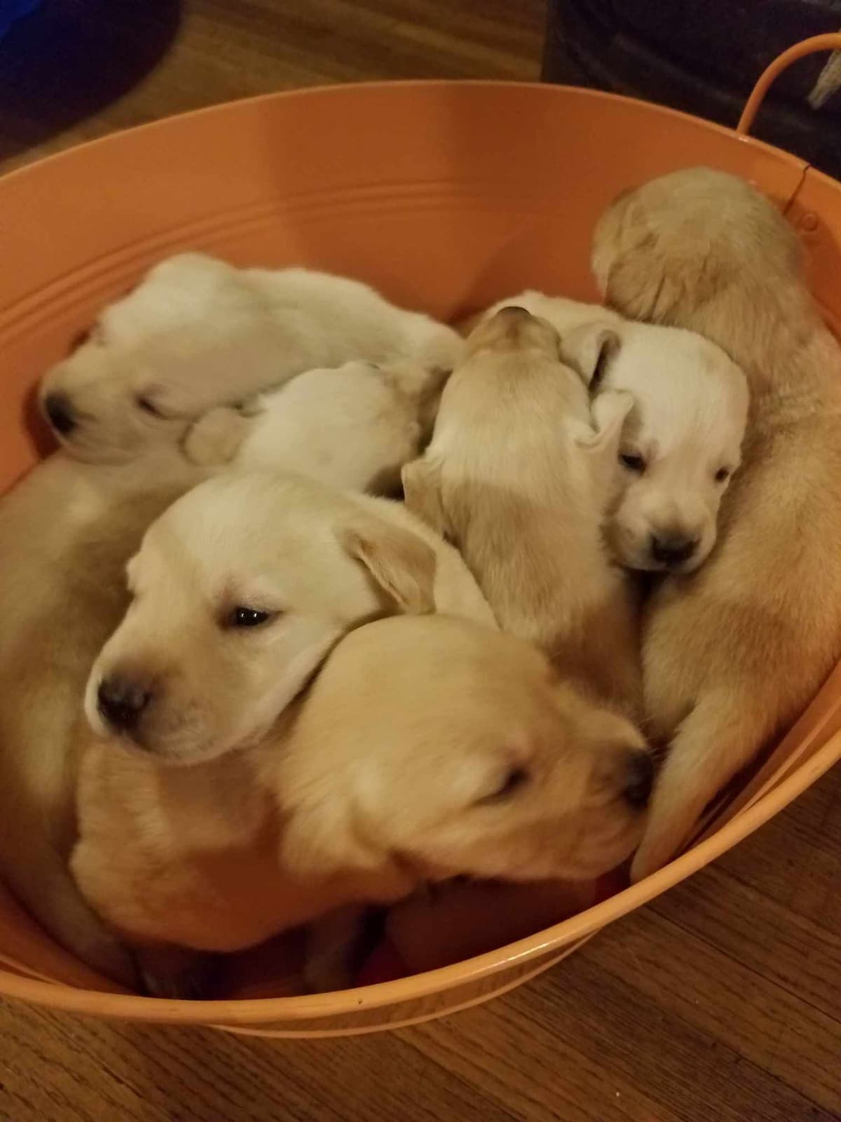 Labrador Retriever Puppies breeder image 9