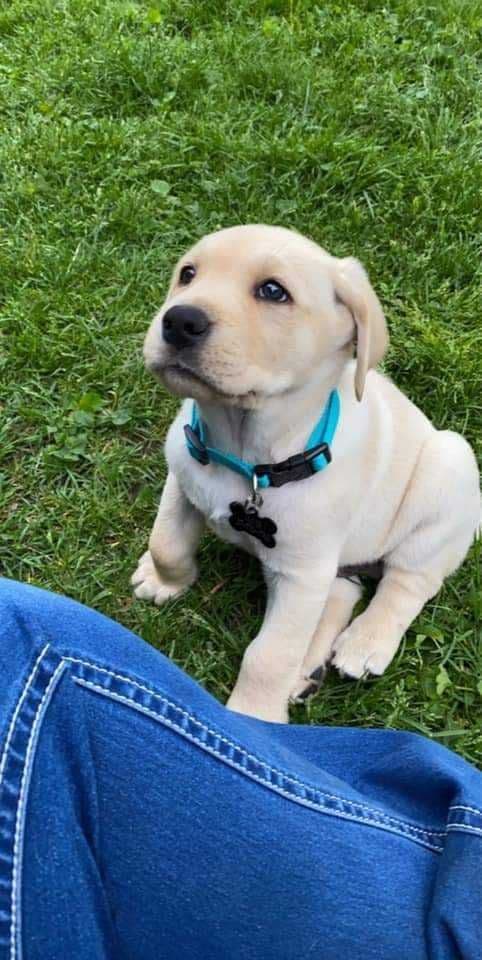 Labrador Retriever Puppies breeder image 12