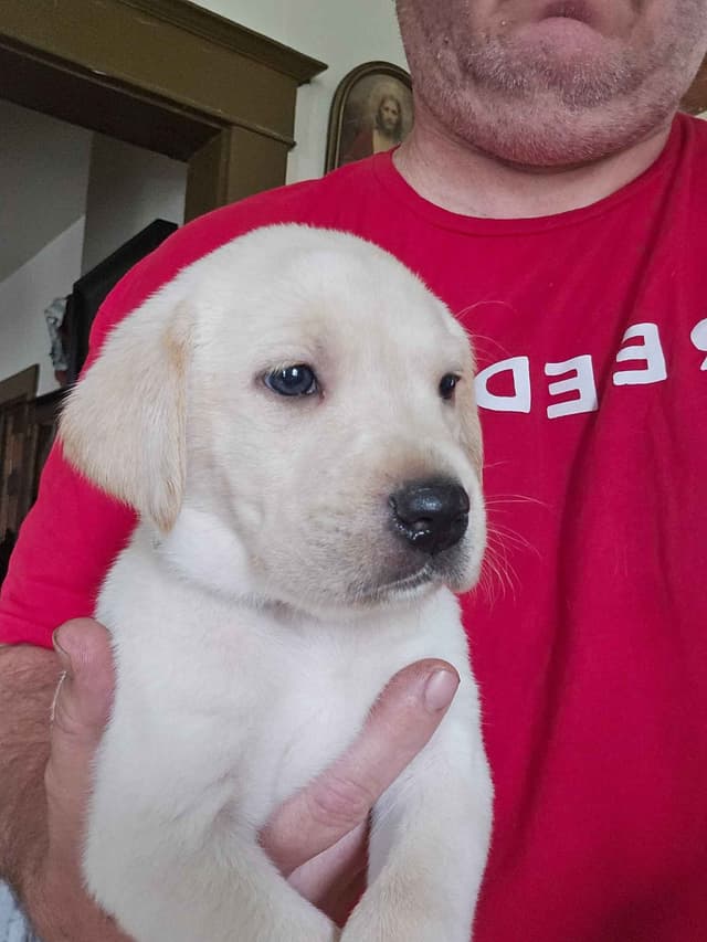 Labrador Retriever Puppies media 3