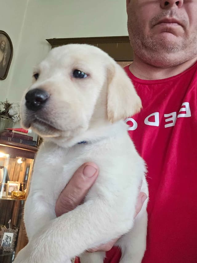 Labrador Retriever Puppies media 5