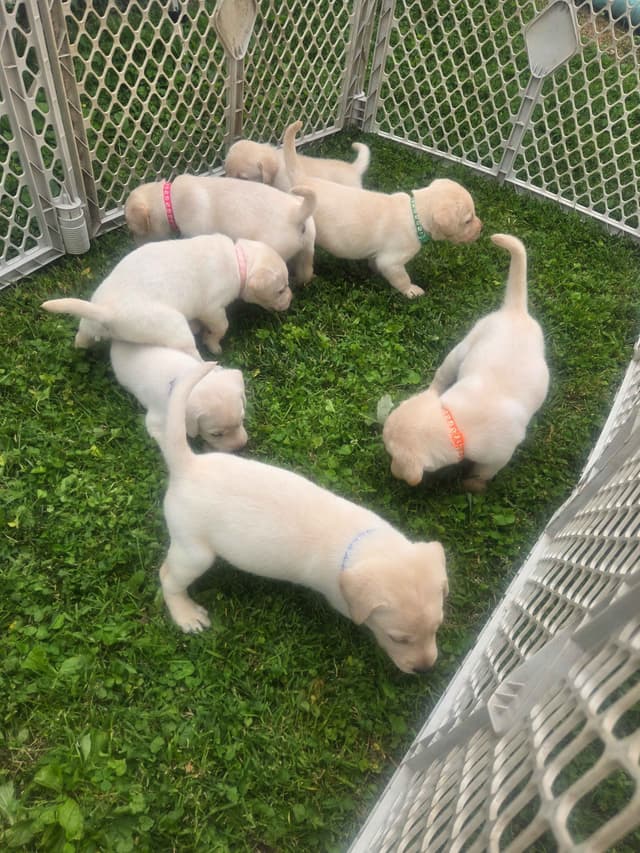 Labrador Retriever Puppies media 6