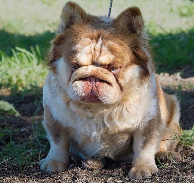 French Bulldog Puppies media 7