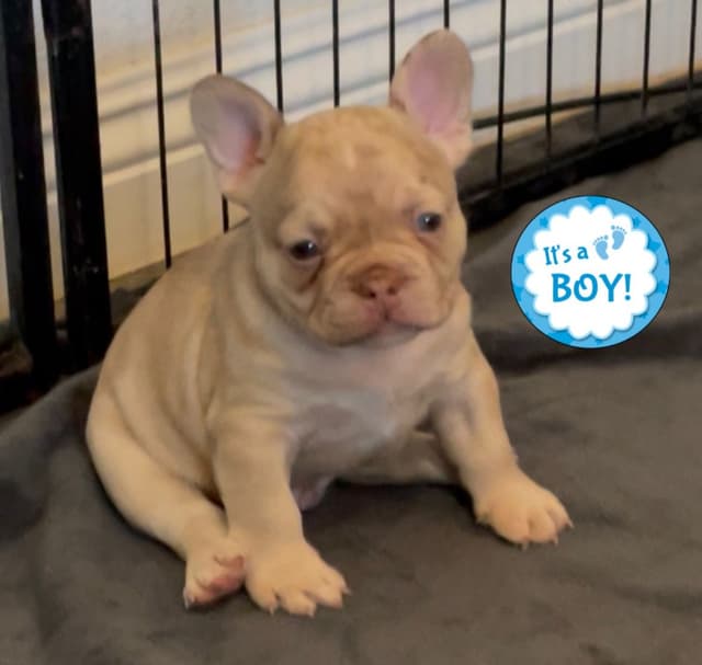 French Bulldog Puppies media 3