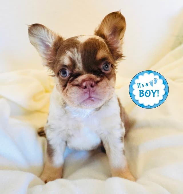 French Bulldog Puppies media 2
