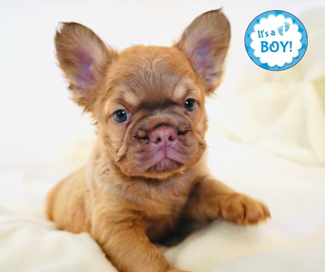 French Bulldog Puppies media 6