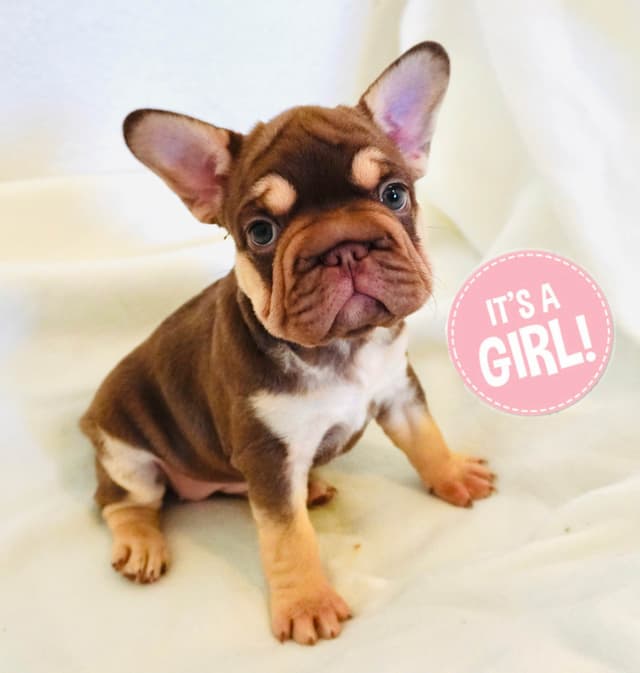 French Bulldog Puppies media 5