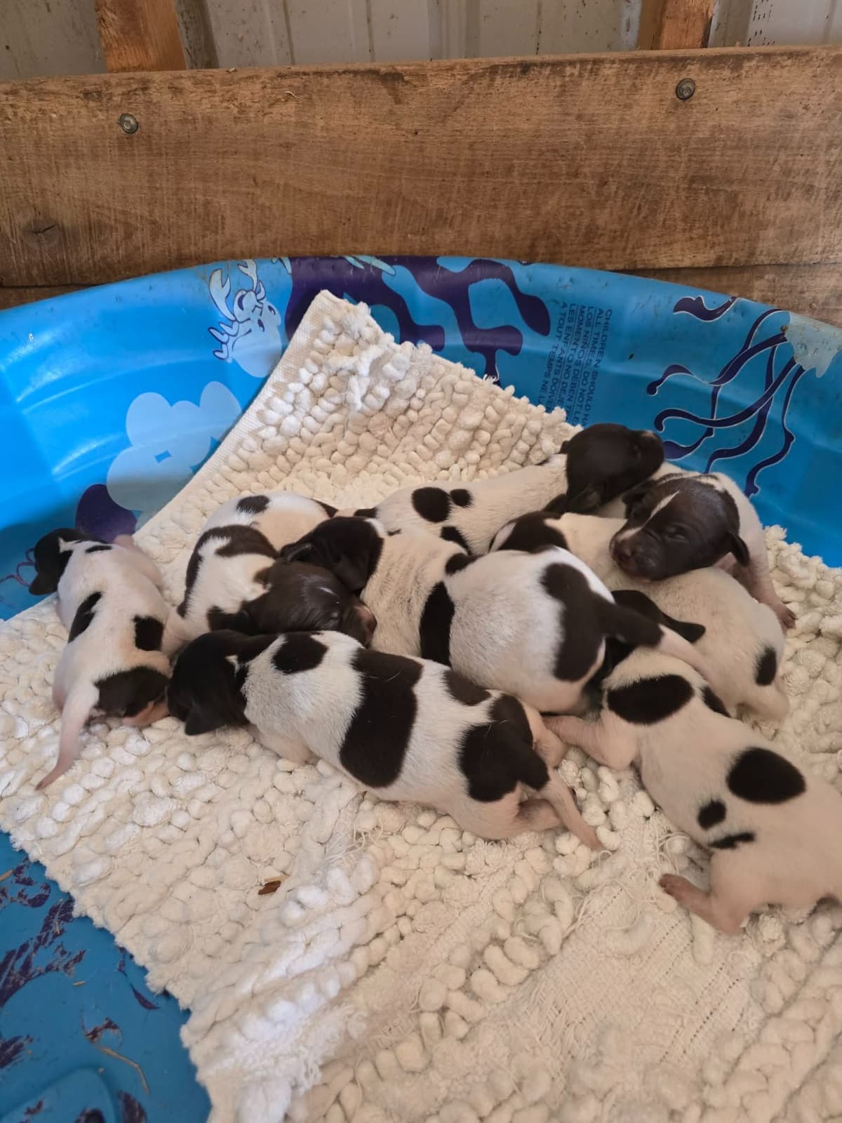 German Shorthaired Pointer Puppies breeder image 1