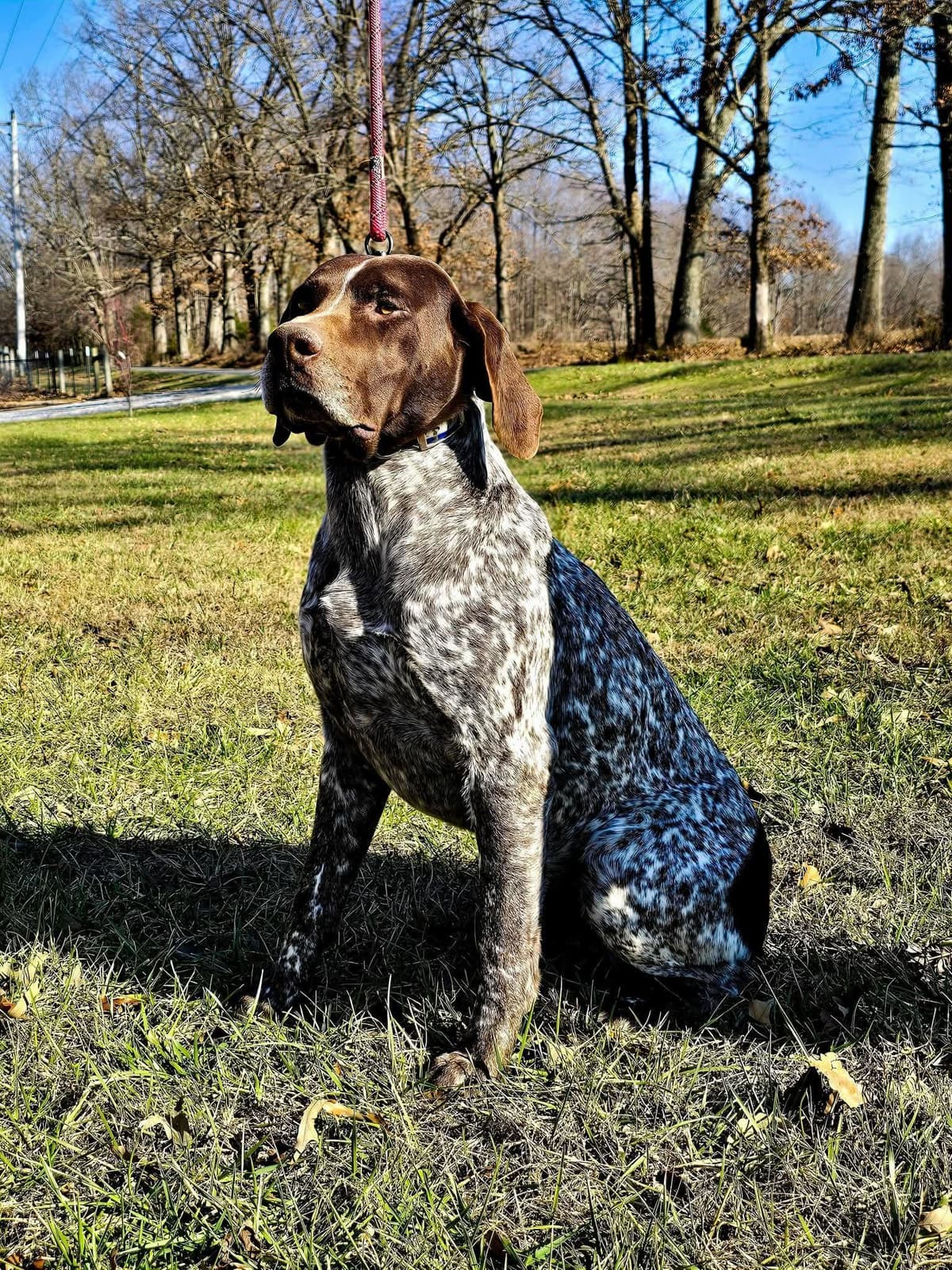 German Shorthaired Pointer Puppies breeder image 5