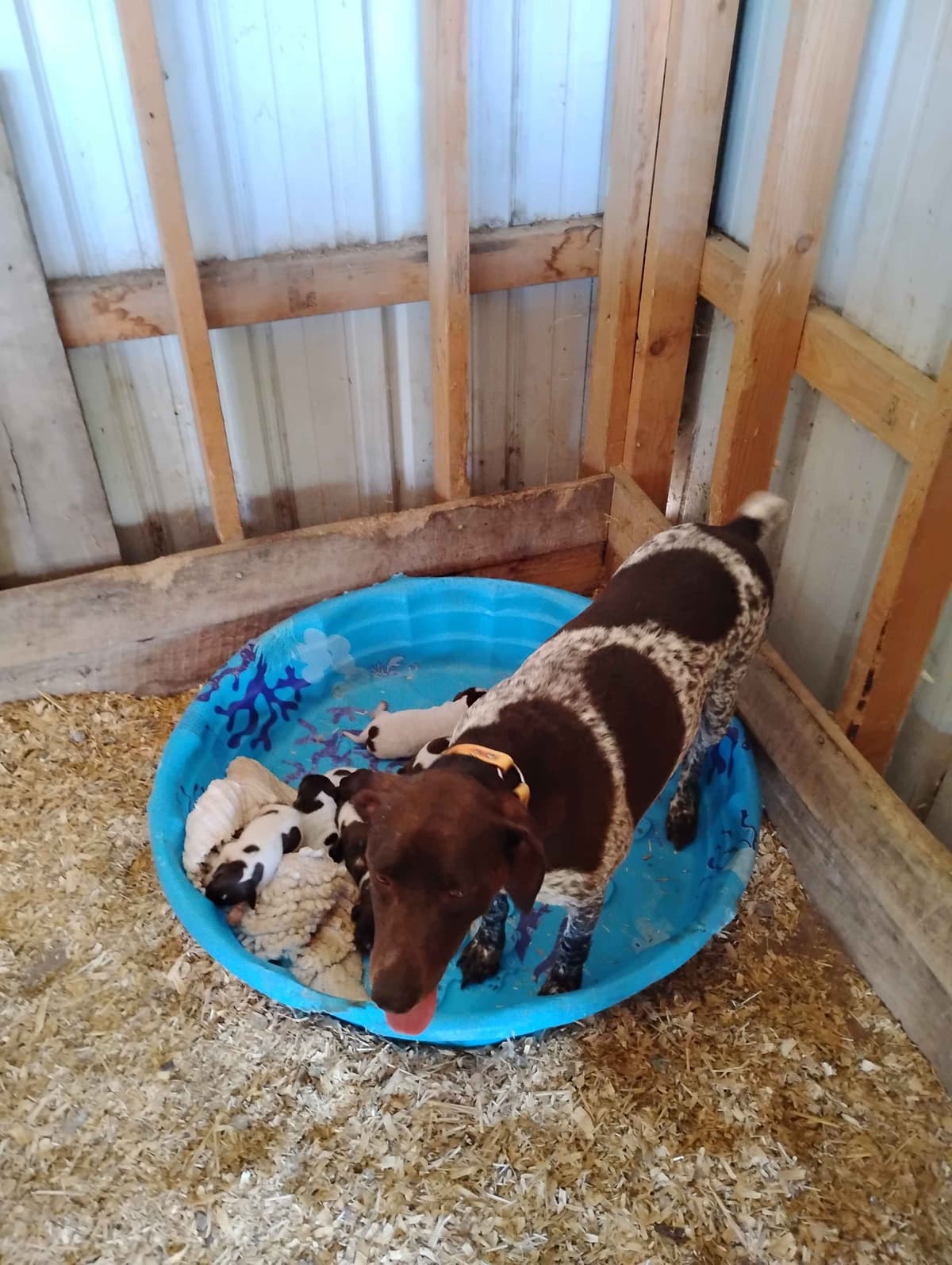 German Shorthaired Pointer Puppies breeder image 6