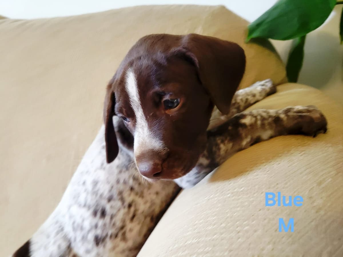 German Shorthaired Pointer Puppies breeder image 9