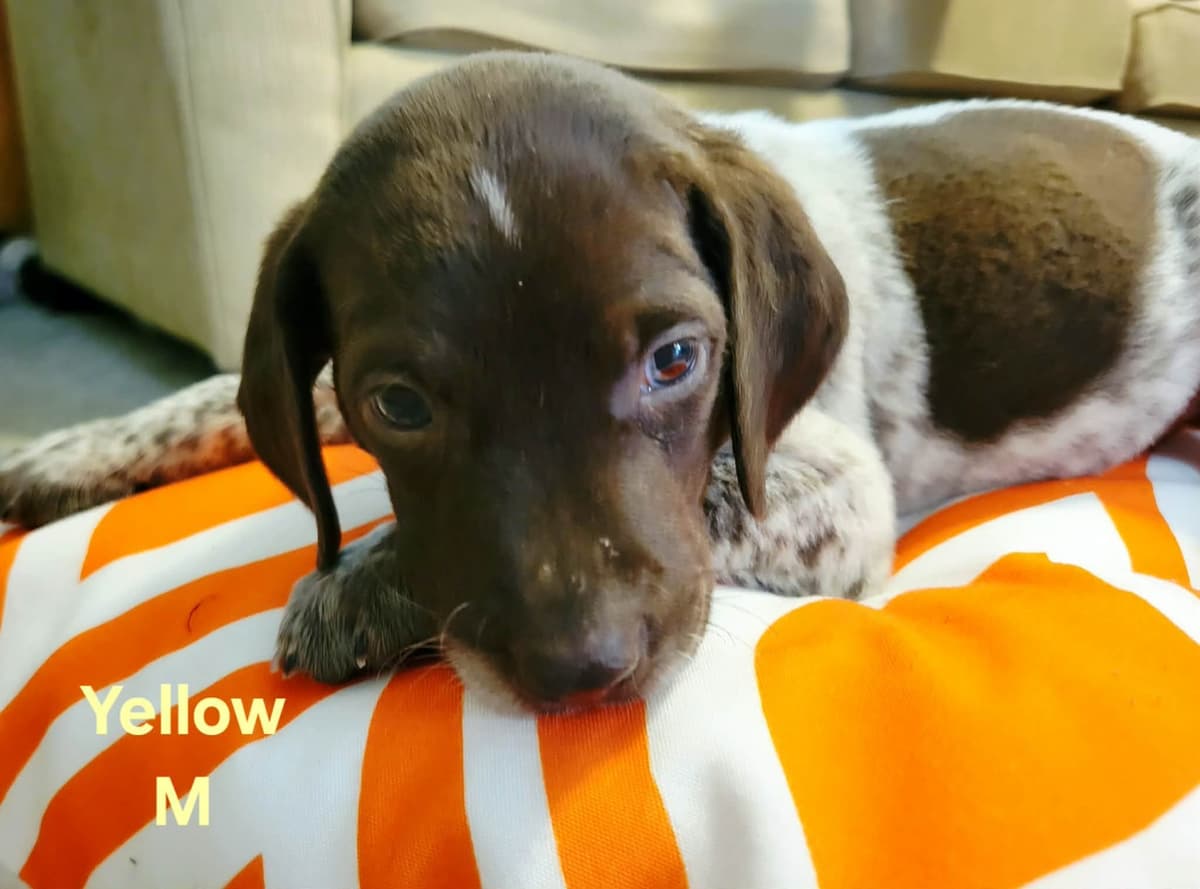 German Shorthaired Pointer Puppies breeder image 7