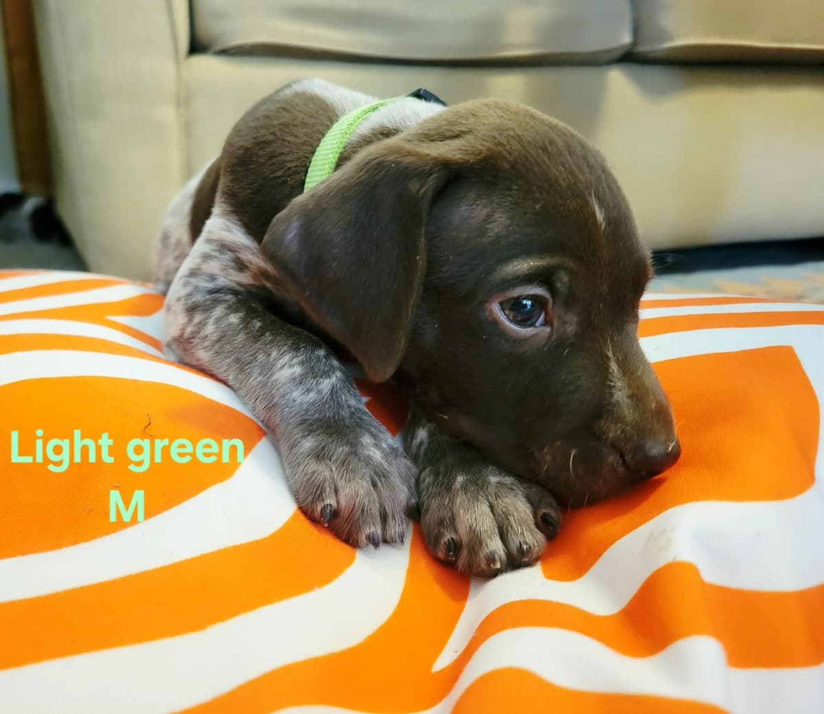 German Shorthaired Pointer Puppies breeder image 16