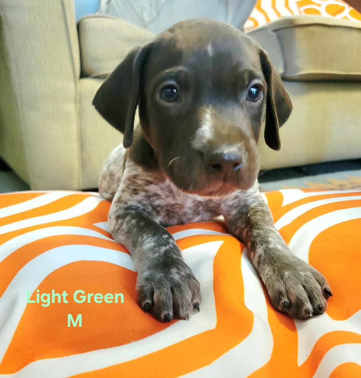 German Shorthaired Pointer Puppies breeder image 13