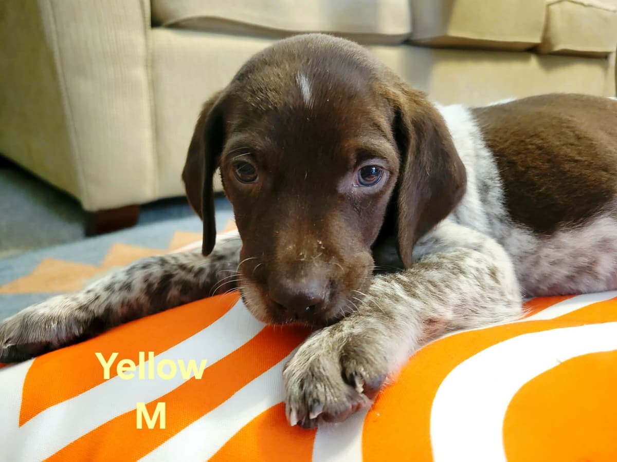 German Shorthaired Pointer Puppies breeder image 11