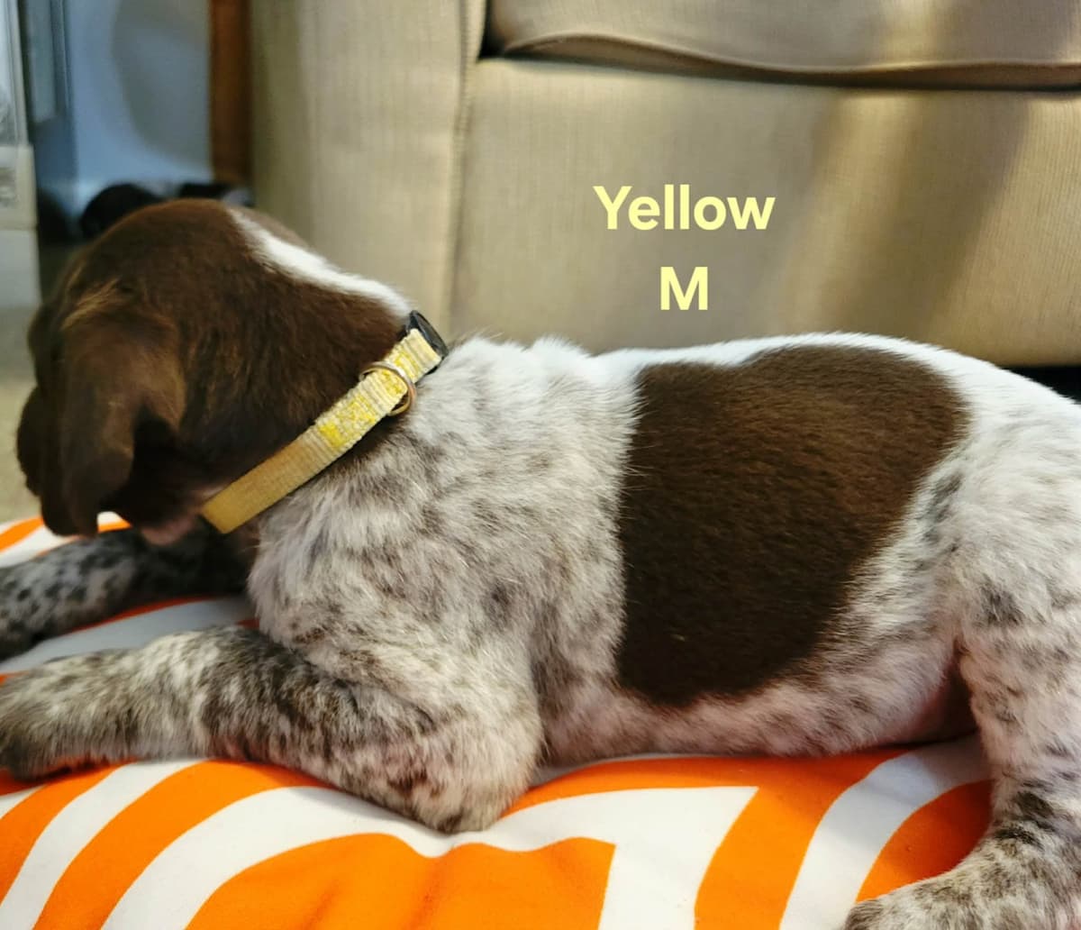 German Shorthaired Pointer Puppies breeder image 8