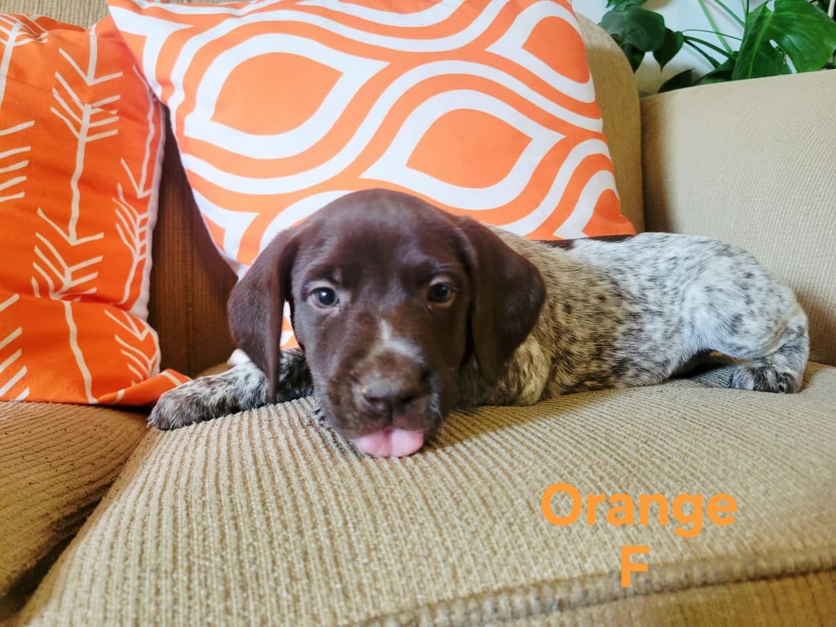 German Shorthaired Pointer Puppies breeder image 14