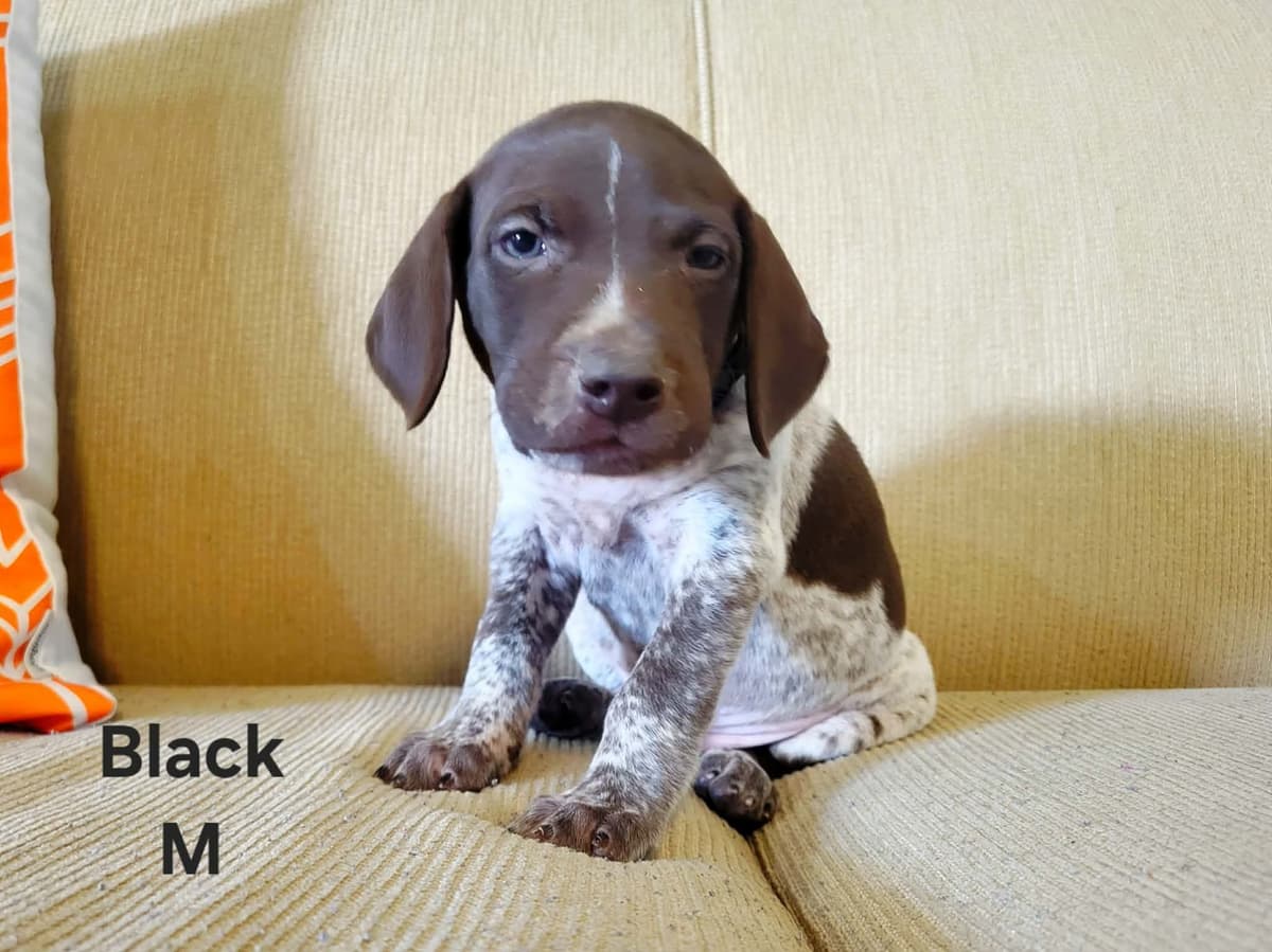 German Shorthaired Pointer Puppies breeder image 15