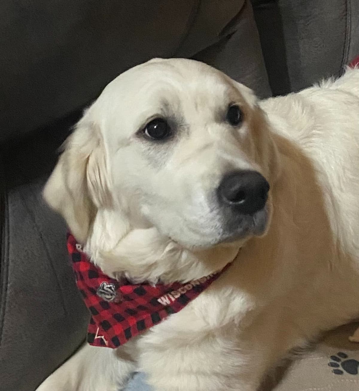 Golden Retriever Puppies breeder image 1