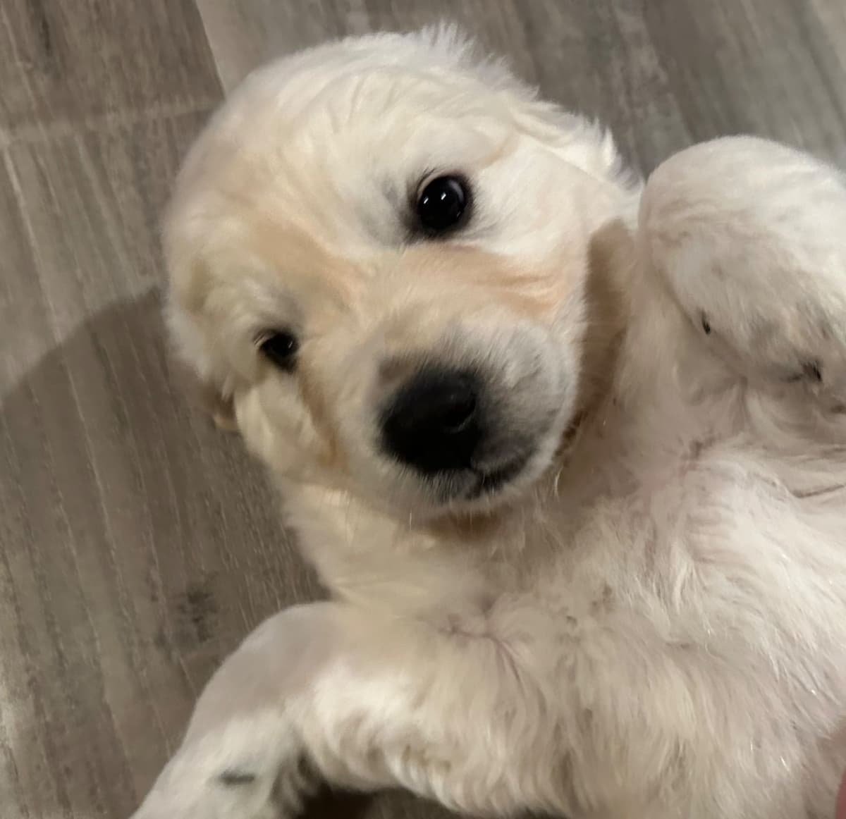 Golden Retriever Puppies breeder image 4