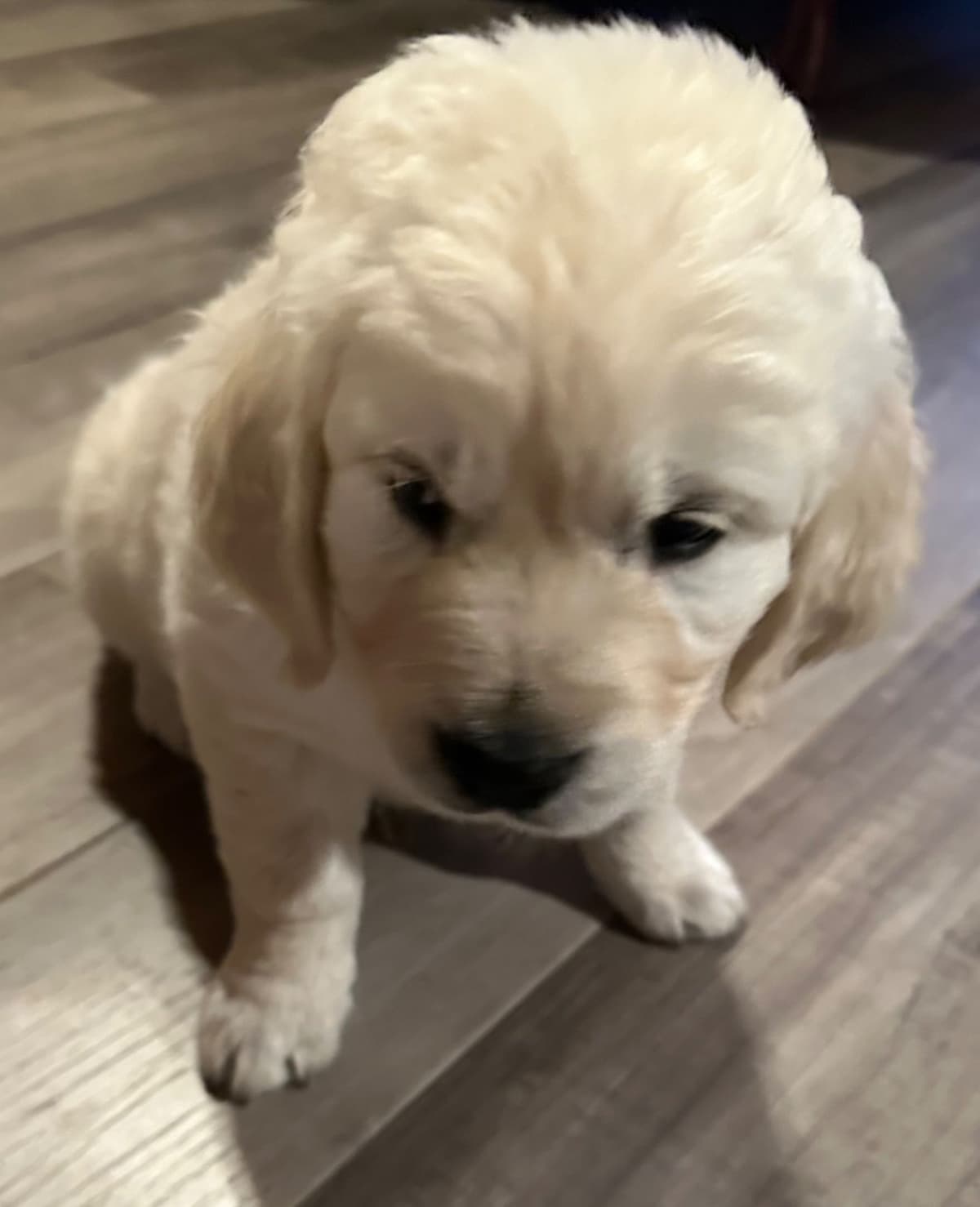 Golden Retriever Puppies breeder image 5